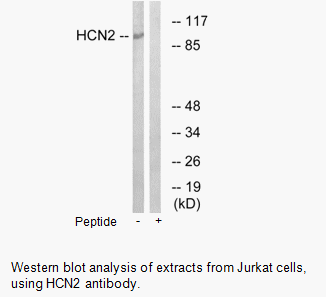 Product image for HCN2 Antibody