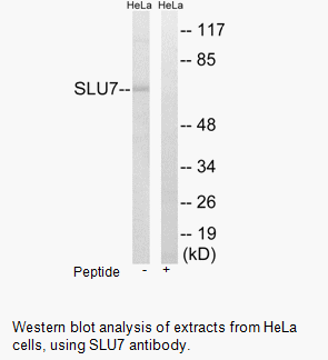 Product image for SLU7 Antibody