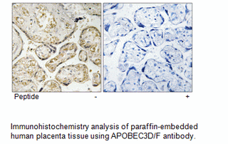 Product image for APOBEC3D/F Antibody