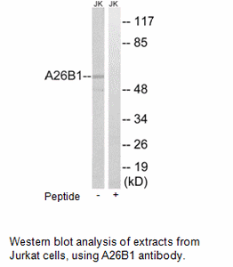 Product image for A26B1 Antibody