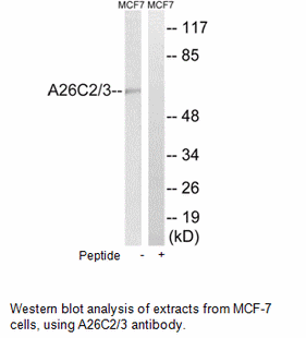 Product image for A26C2/3 Antibody