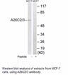 Product image for A26C2/3 Antibody