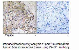 Product image for PART1 Antibody