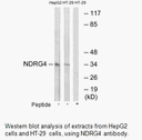 Product image for NDRG4 Antibody
