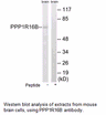 Product image for PPP1R16B Antibody