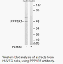Product image for PPP1R7 Antibody