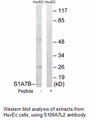 Product image for S100A7L2 Antibody