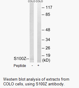 Product image for S100Z Antibody