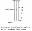 Product image for PLEKHG4 Antibody