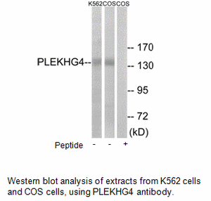 Product image for PLEKHG4 Antibody