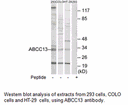 Product image for ABCC13 Antibody