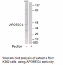 Product image for APOBEC4 Antibody