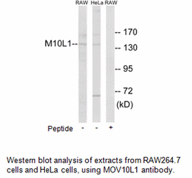Product image for MOV10L1 Antibody