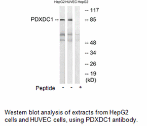 Product image for PDXDC1 Antibody