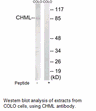 Product image for CHML Antibody
