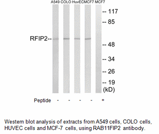 Product image for RAB11FIP2 Antibody
