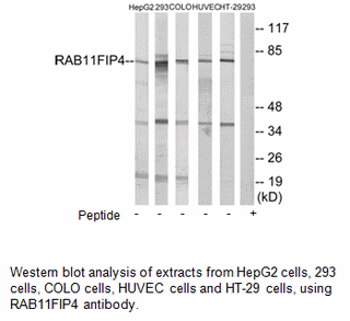 Product image for RAB11FIP4 Antibody