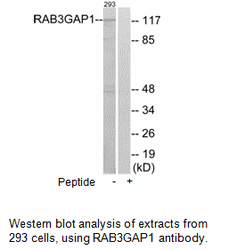 Product image for RAB3GAP1 Antibody