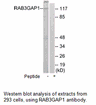 Product image for RAB3GAP1 Antibody