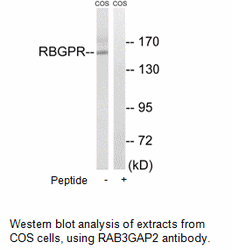 Product image for RAB3GAP2 Antibody