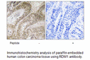 Product image for RDM1 Antibody