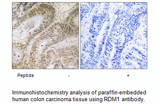Product image for RDM1 Antibody