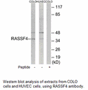 Product image for RASSF4 Antibody