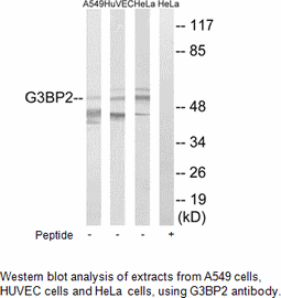 Product image for G3BP2 Antibody