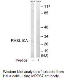 Product image for RASL10A Antibody