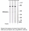 Product image for RRAGC Antibody