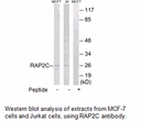 Product image for RAP2C Antibody