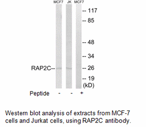 Product image for RAP2C Antibody
