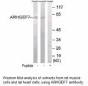 Product image for ARHGEF7 Antibody