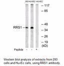 Product image for RRS1 Antibody