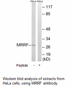 Product image for MRRF Antibody