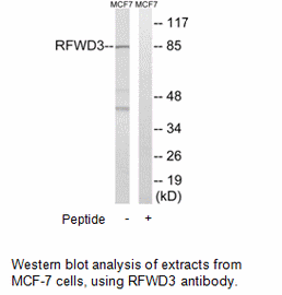 Product image for RFWD3 Antibody