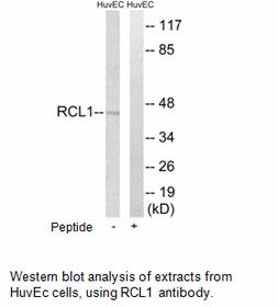 Product image for RCL1 Antibody