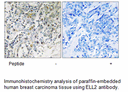 Product image for ELL2 Antibody