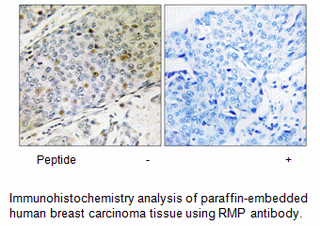 Product image for RMP Antibody