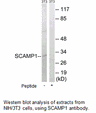 Product image for SCAMP1 Antibody
