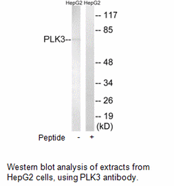 Product image for PLK3 Antibody