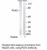 Product image for PLK3 Antibody