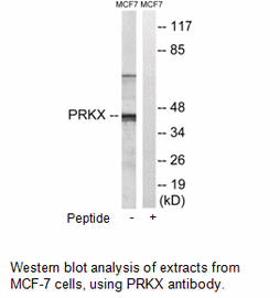 Product image for PRKX Antibody