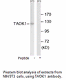Product image for TAOK1 Antibody