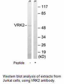 Product image for VRK2 Antibody
