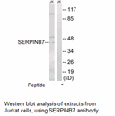 Product image for SERPINB7 Antibody