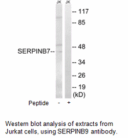 Product image for SERPINB9 Antibody