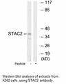 Product image for STAC2 Antibody