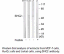 Product image for SHC2 Antibody