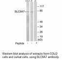 Product image for SLC9A7 Antibody